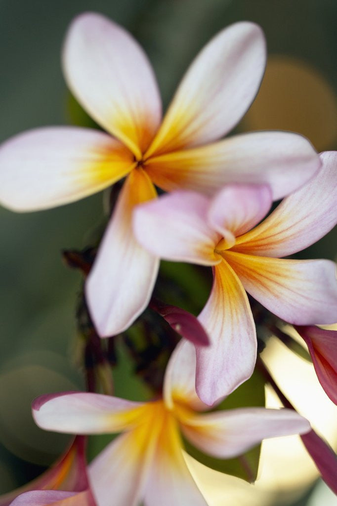 Detail of Close-up of exotic flowers by Corbis