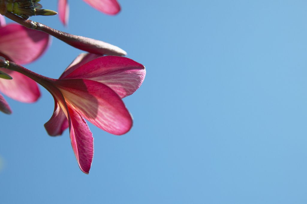Detail of View of pink flowers against blue sky by Corbis