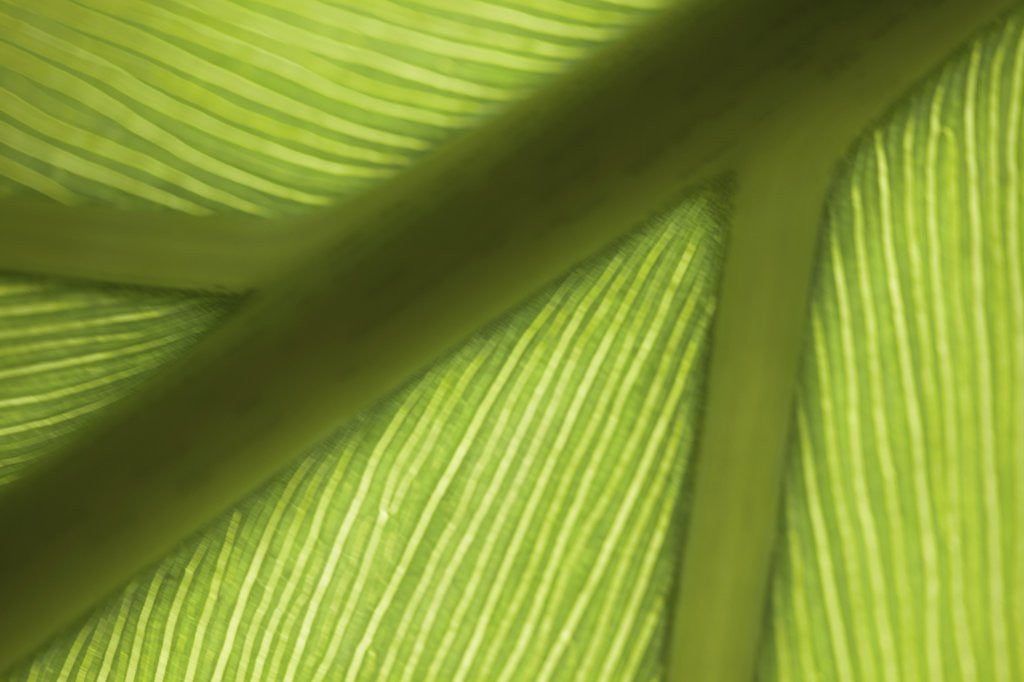 Detail of Close up view of the ridge of a leaf by Corbis