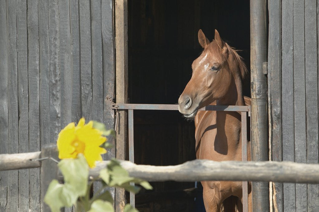 Detail of View of a horse in a stable by Anonymous