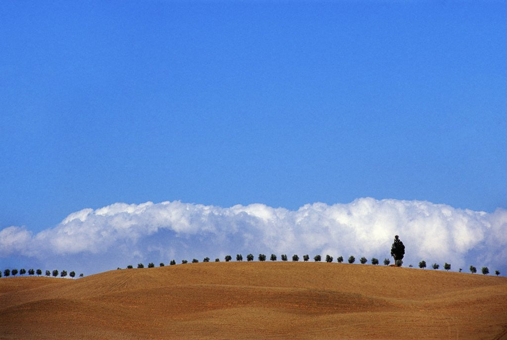 Detail of Cypress on Hills in Tuscany by Anonymous