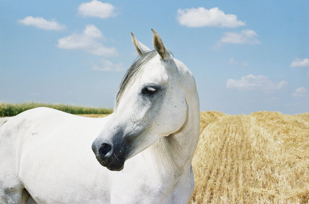 Detail of White Horse on Stubble Field by Anonymous