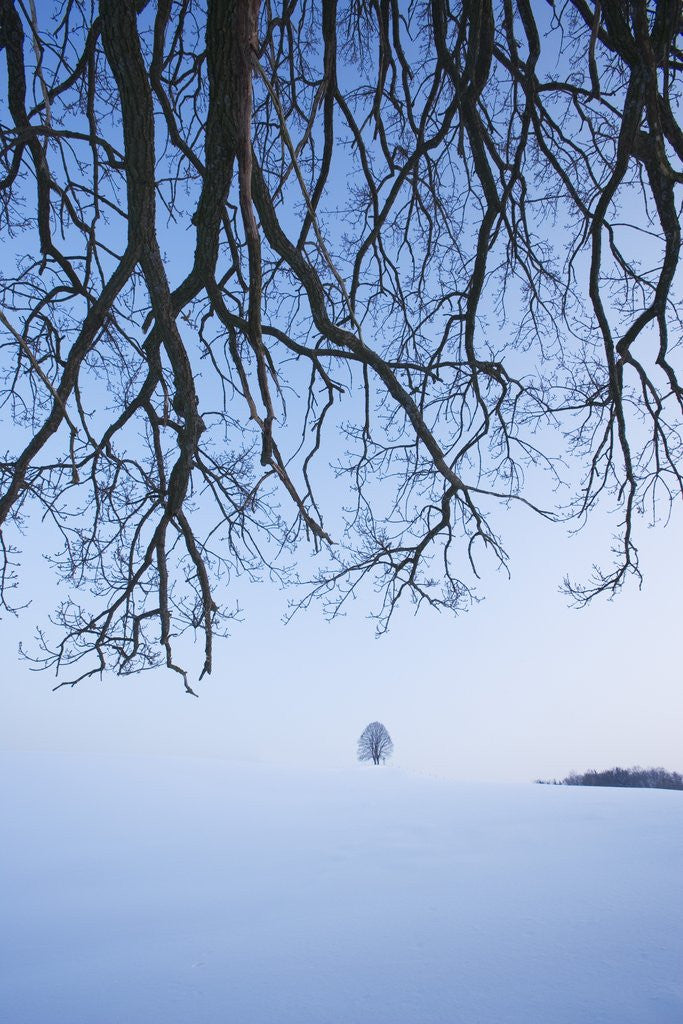Detail of Trees in Winter by Anonymous