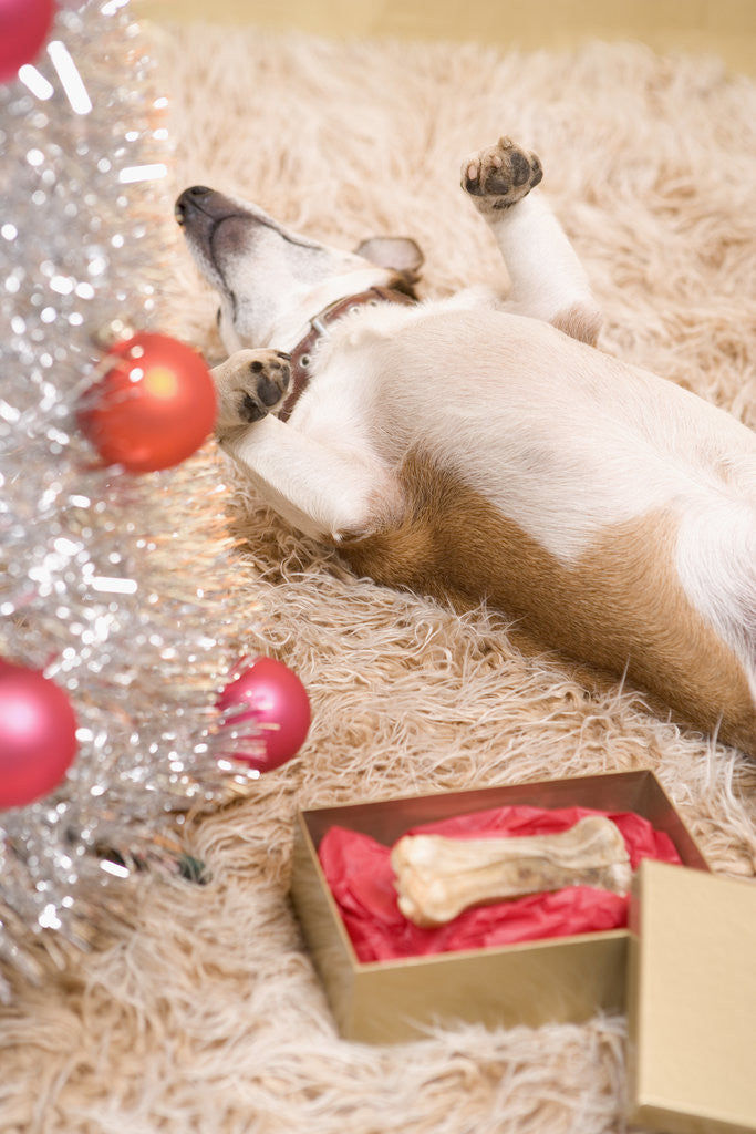 Detail of Dog Lying on Rug by Christmas Tree by Anonymous