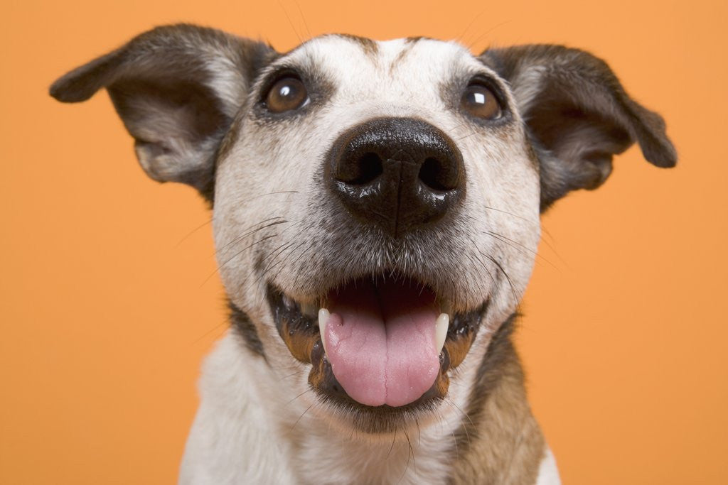 Detail of Dog by Anonymous