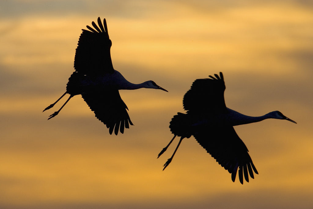 Detail of Silhouettes of Two Sandhill Cranes by Anonymous