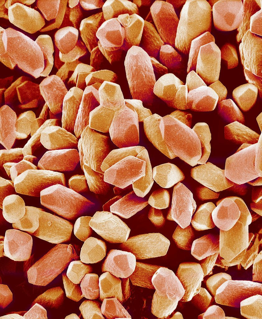 Detail of Otoliths of a Rabbit by Anonymous