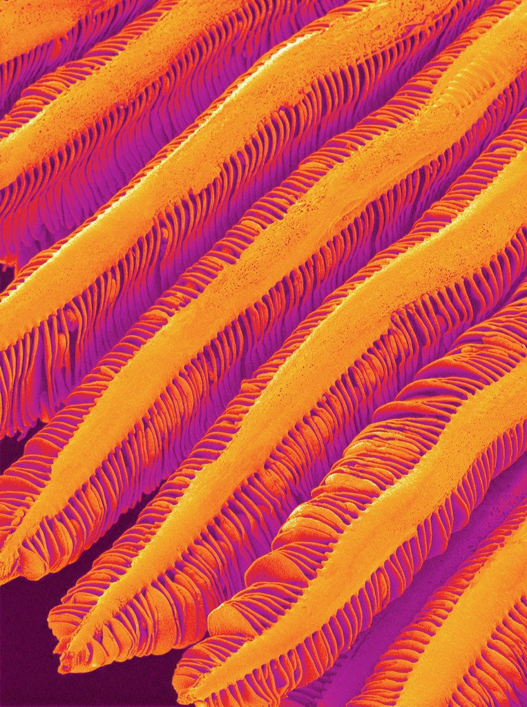 Detail of Blood Vessel Cast of Freshwater Snail by Anonymous