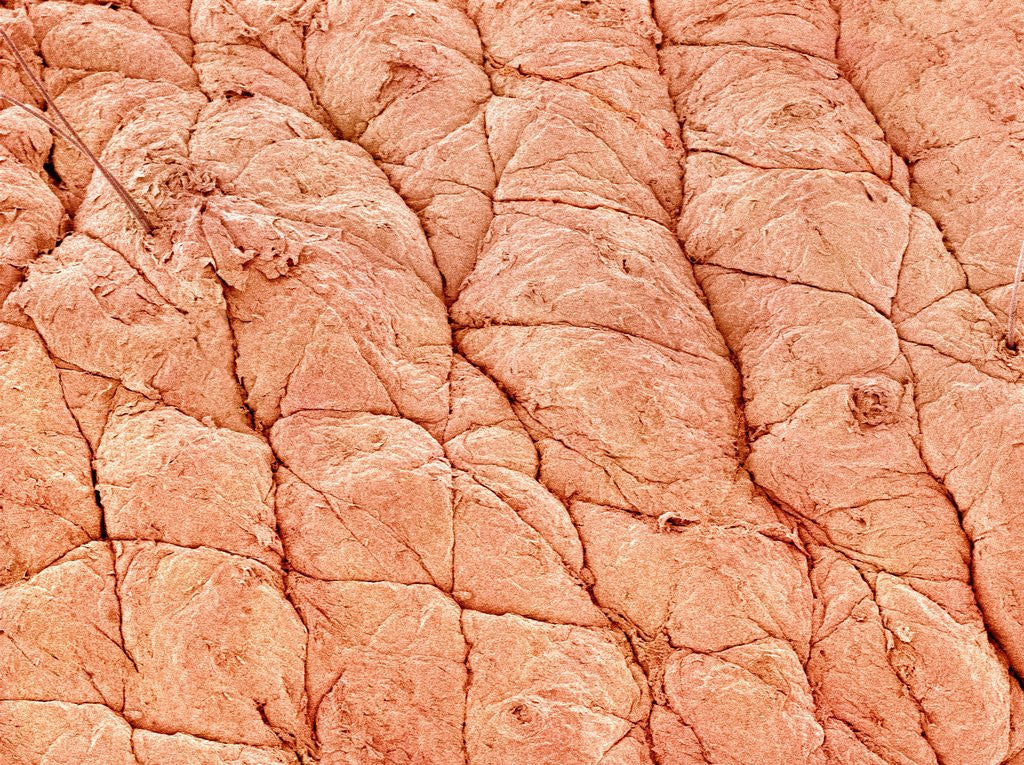 Detail of Human Skin by Corbis
