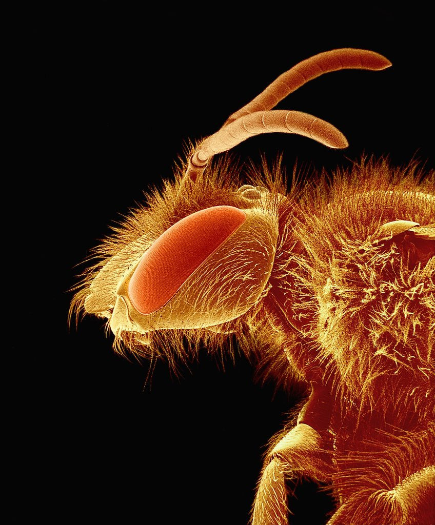 Detail of Head of a Bee by Corbis