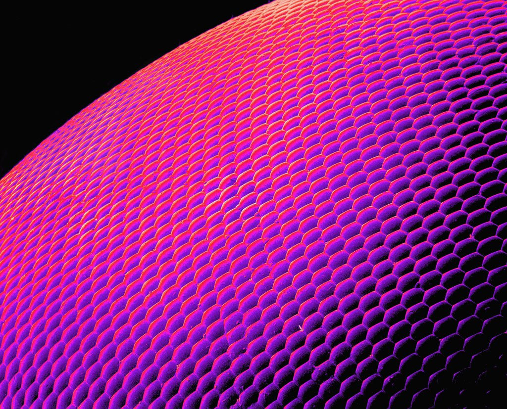 Detail of Compound Eye of a Bee by Anonymous
