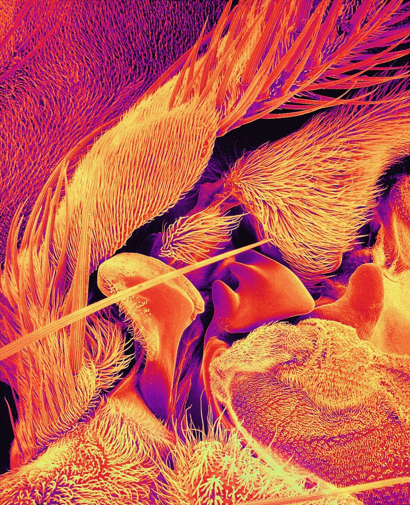 Detail of Body of Blowfly by Corbis