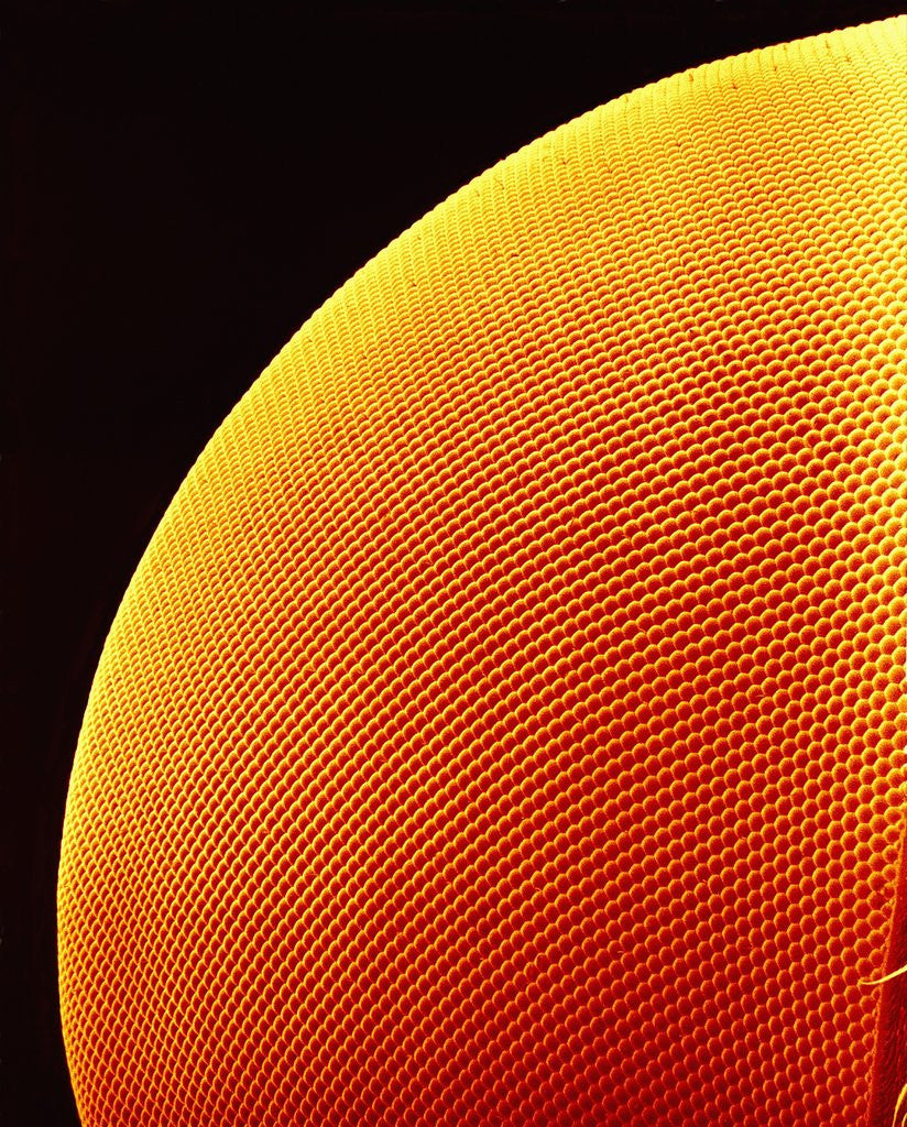 Detail of Compound Eye of a Flower Fly by Anonymous