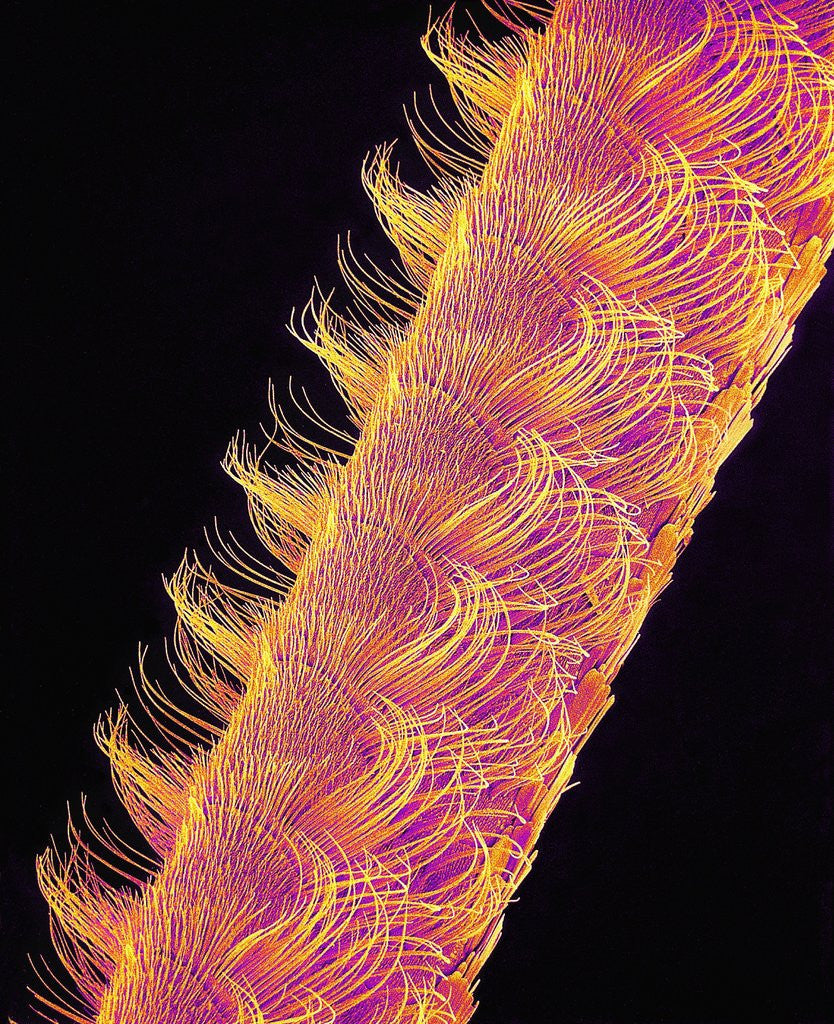 Detail of Antenna of Female Ermine Moth by Anonymous