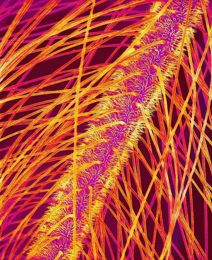 Detail of Antenna of a Midge Fly by Anonymous