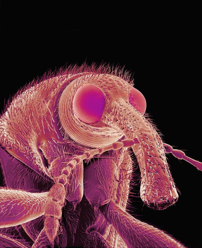 Detail of Weevil by Anonymous