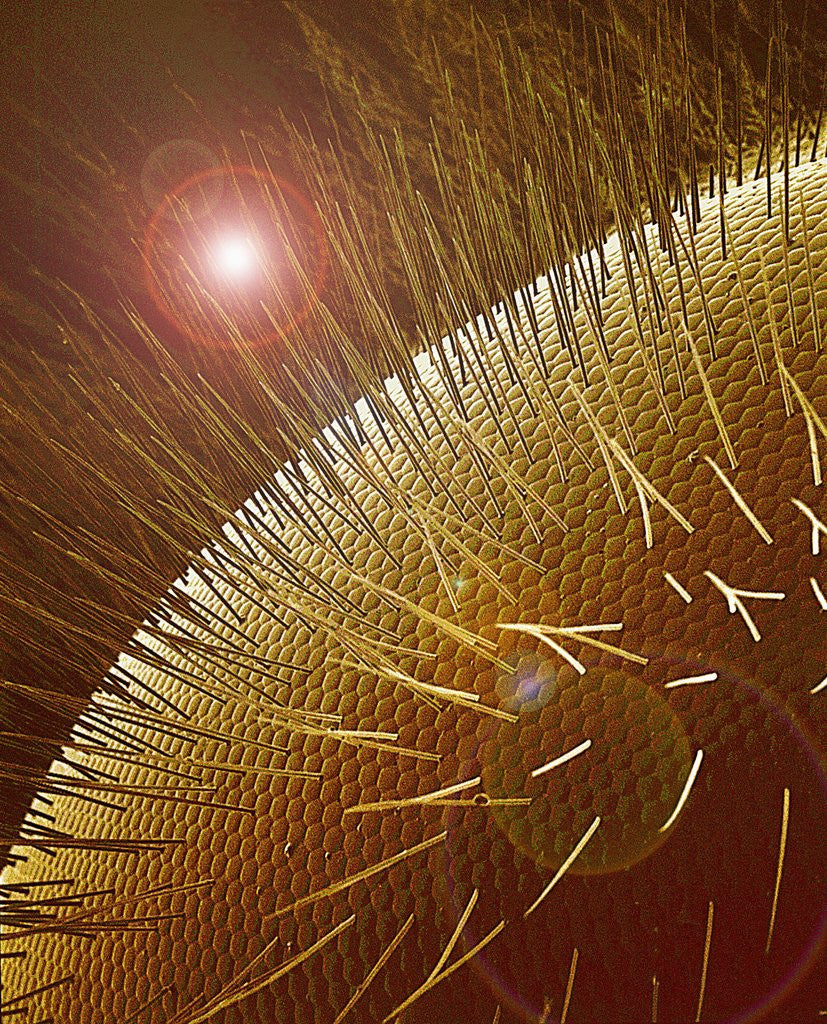 Detail of Compound Eye of Honeybee by Anonymous