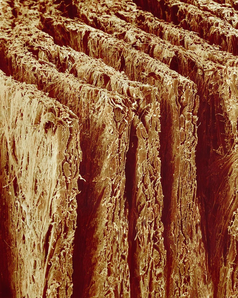 Detail of Edges of Book Pages by Anonymous