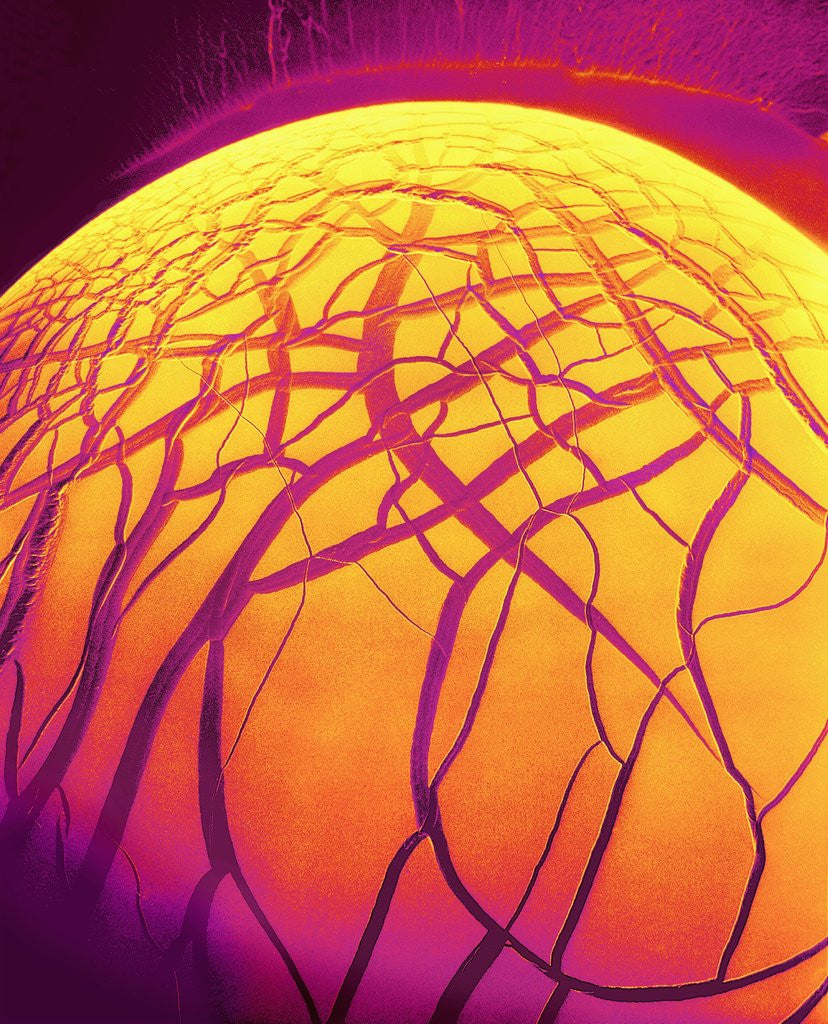 Detail of Dryed Drop of Blood by Anonymous