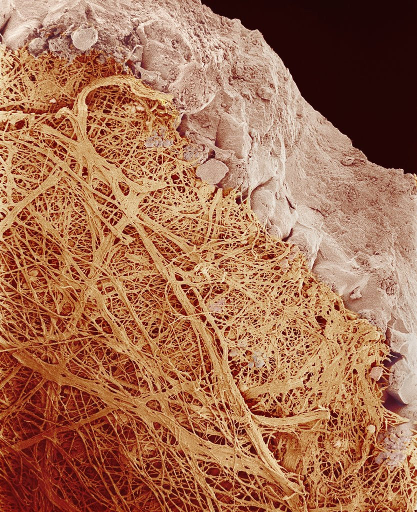Detail of Eggshell by Anonymous