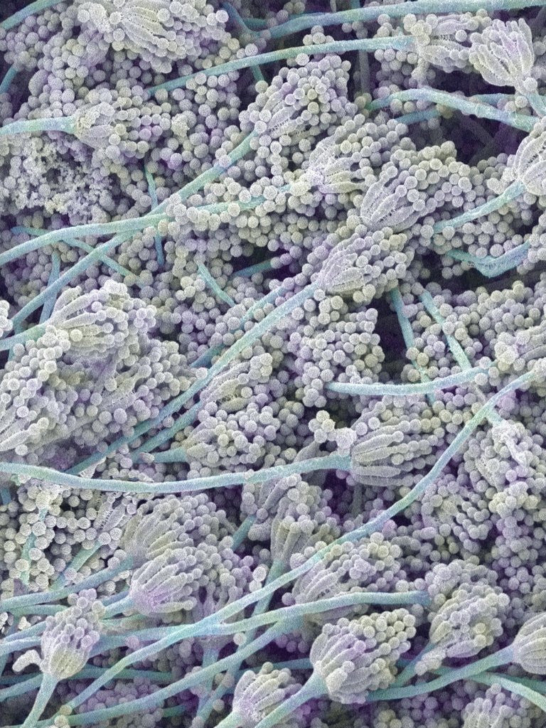 Detail of Mold on White Bread by Anonymous