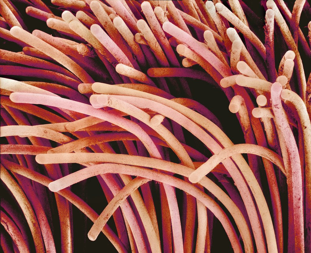 Detail of Fibers of a Toothbrush by Corbis