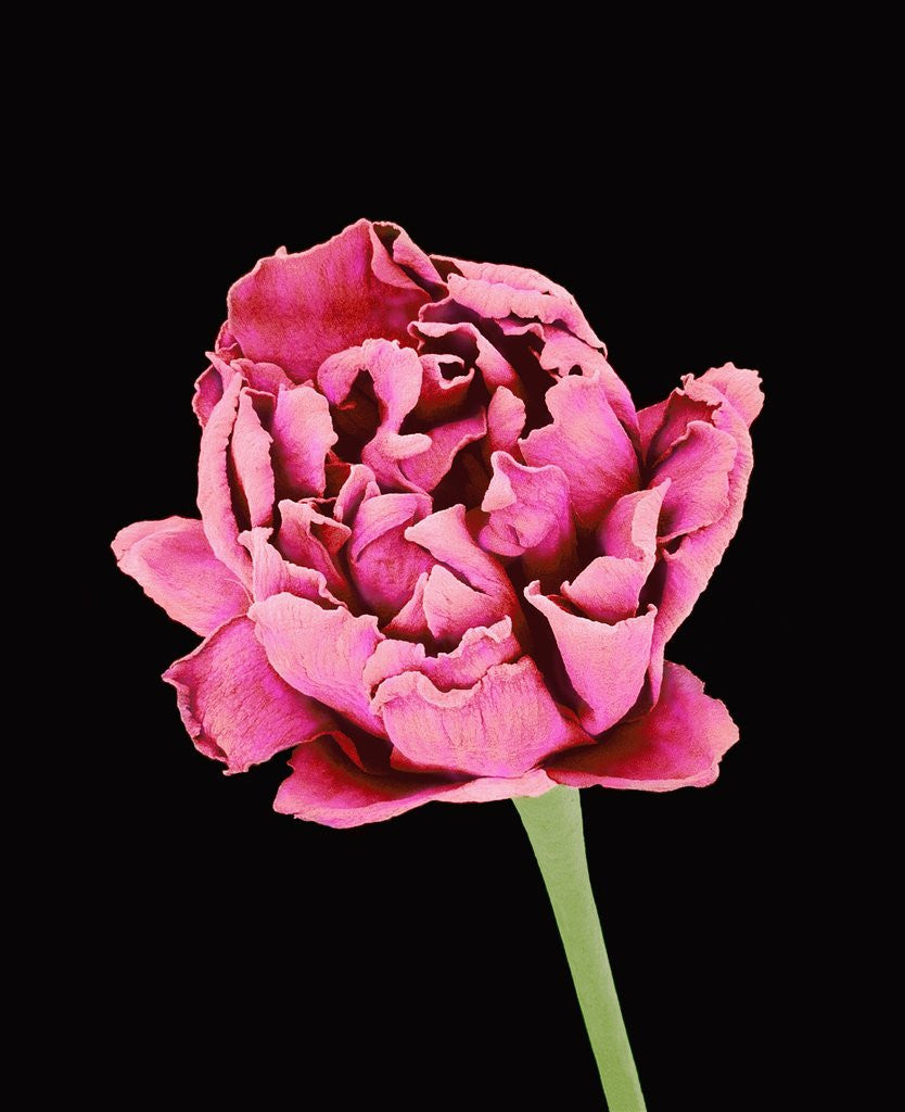 Detail of Baby's Breath Flower by Anonymous