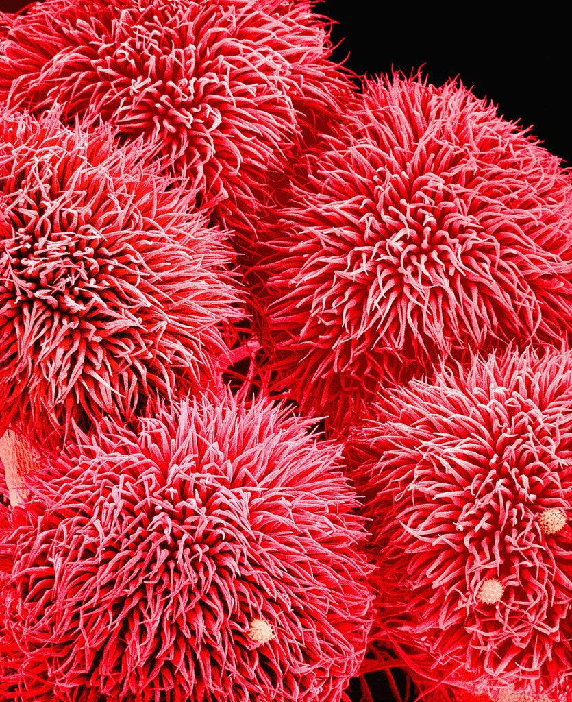 Detail of Pistil of Hibiscus Flower by Anonymous