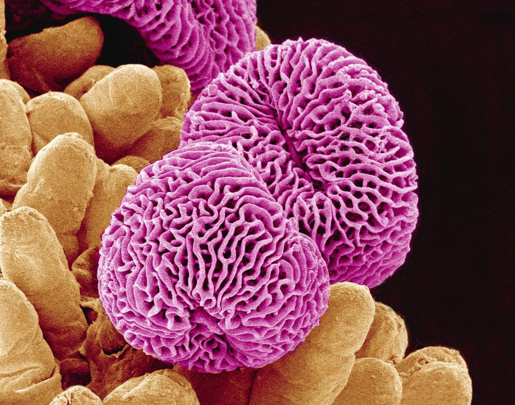 Detail of Geranium Pollen by Corbis