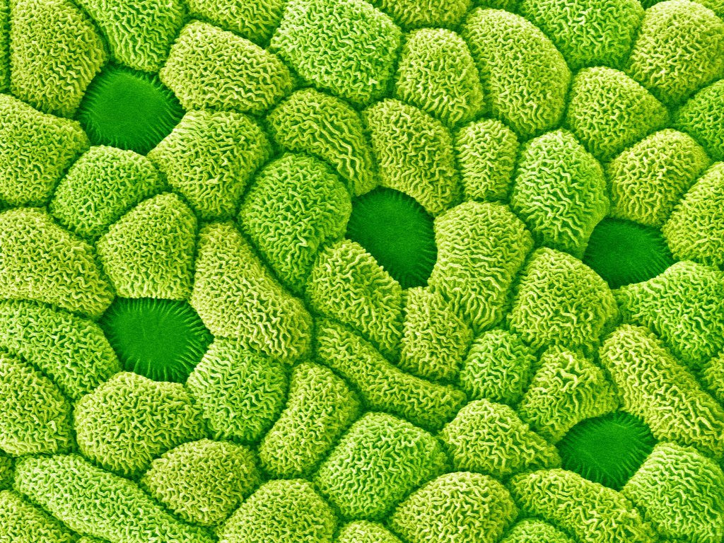 Detail of Stamen of Heartleaf Plant by Anonymous