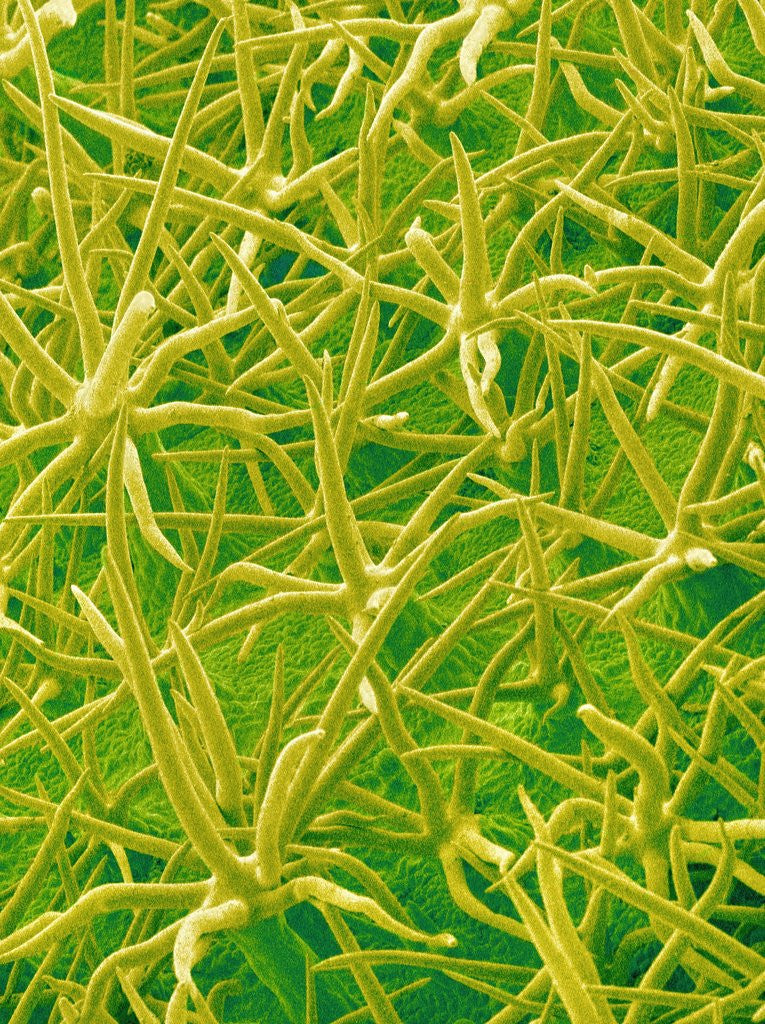 Detail of Underside of Marsh Mallow Leaf by Anonymous