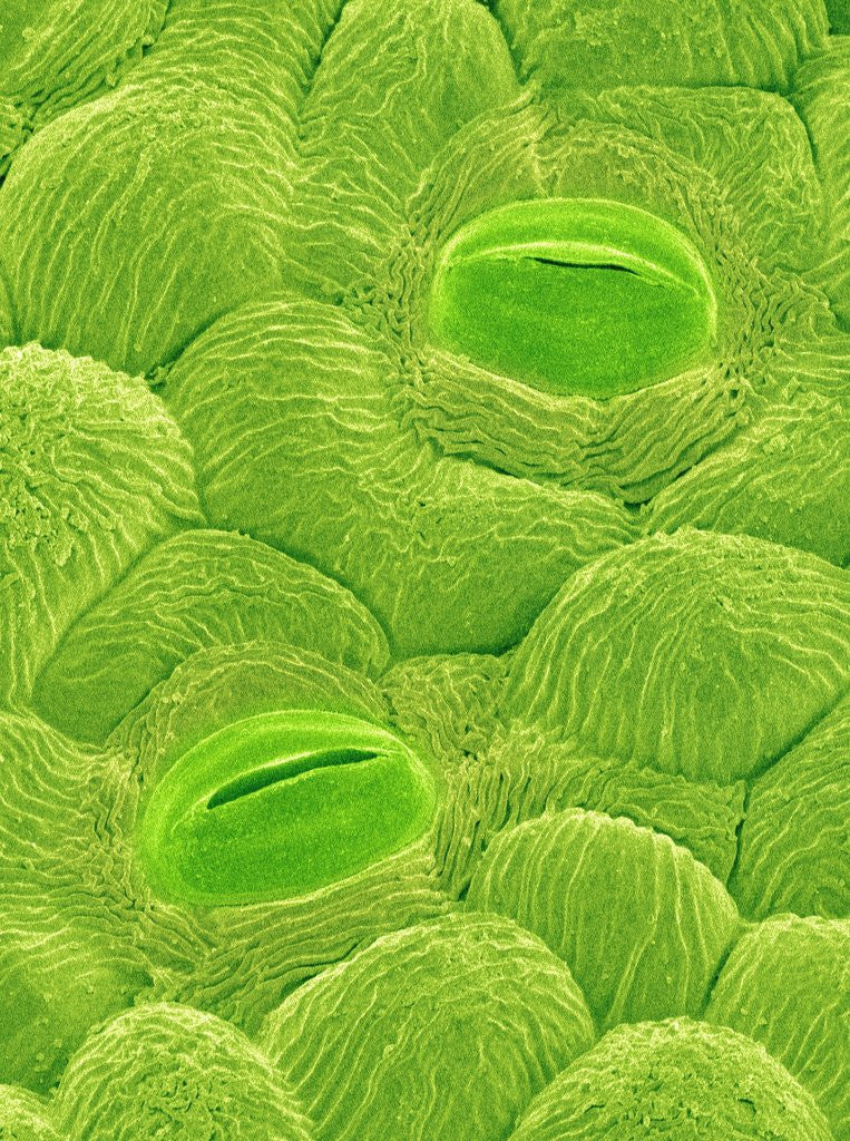 Detail of Stomata on a Camellia Leaf by Anonymous