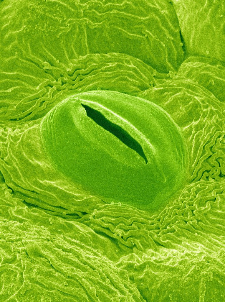 Detail of Stomata on a Camellia Leaf by Anonymous