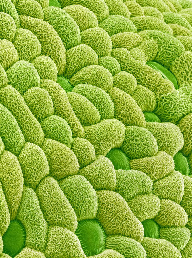 Detail of Stamen of Heartleaf Plant by Anonymous