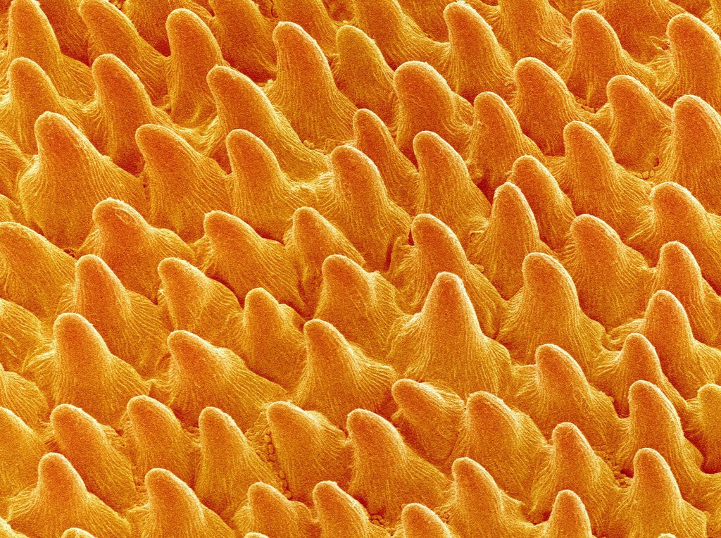 Detail of Petal of Pansy by Anonymous