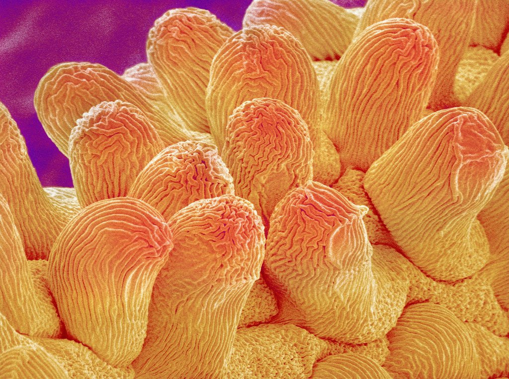 Detail of Petal of Chrysanthemum Flower by Anonymous