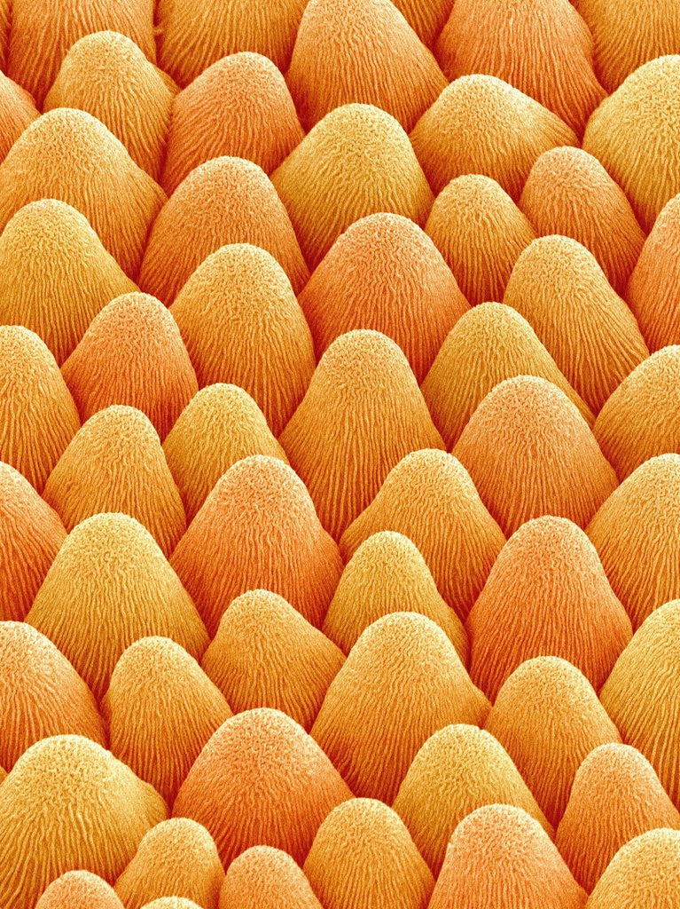 Detail of Bellflower Petal by Anonymous