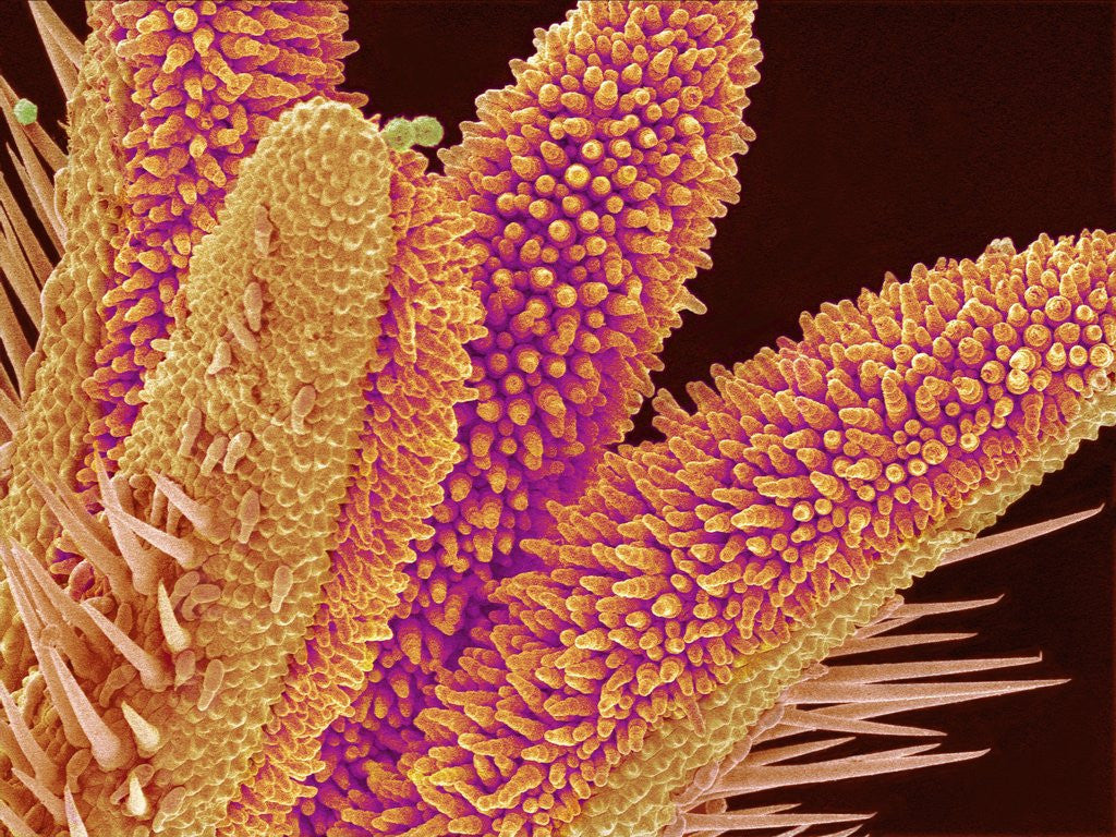 Detail of Pistil of Geranium by Anonymous