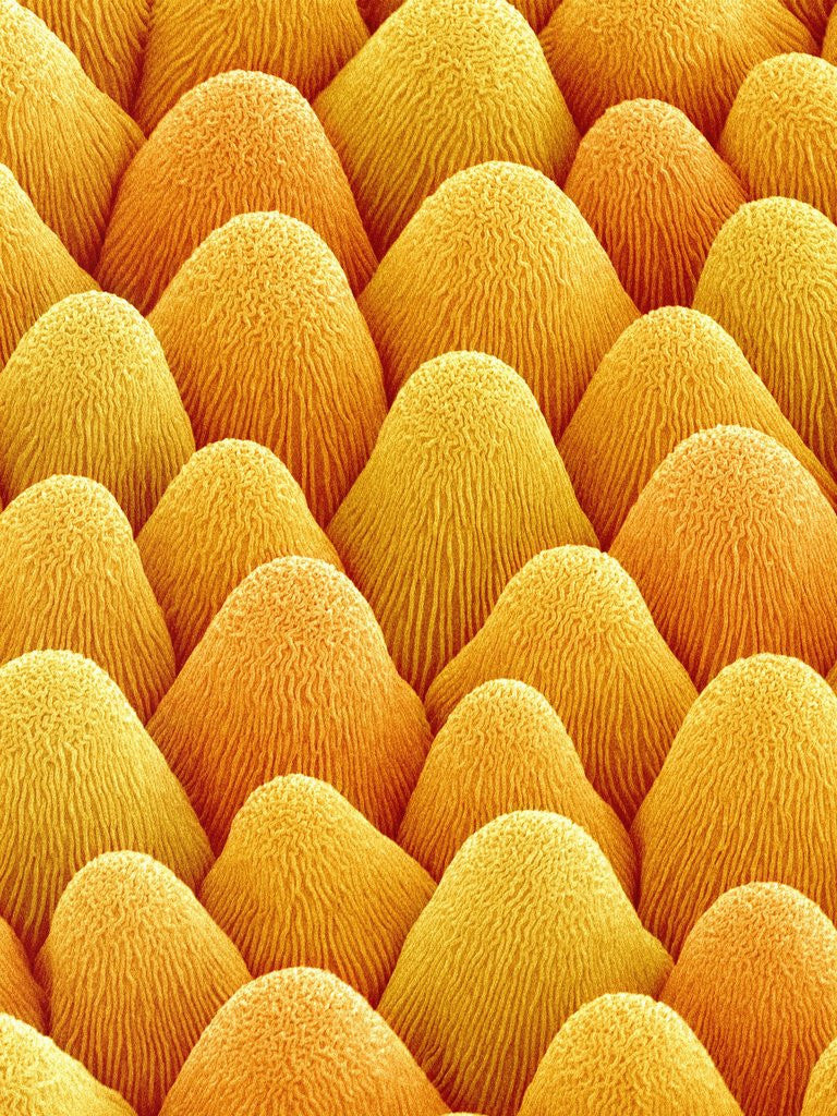 Detail of Bellflower Petal by Anonymous