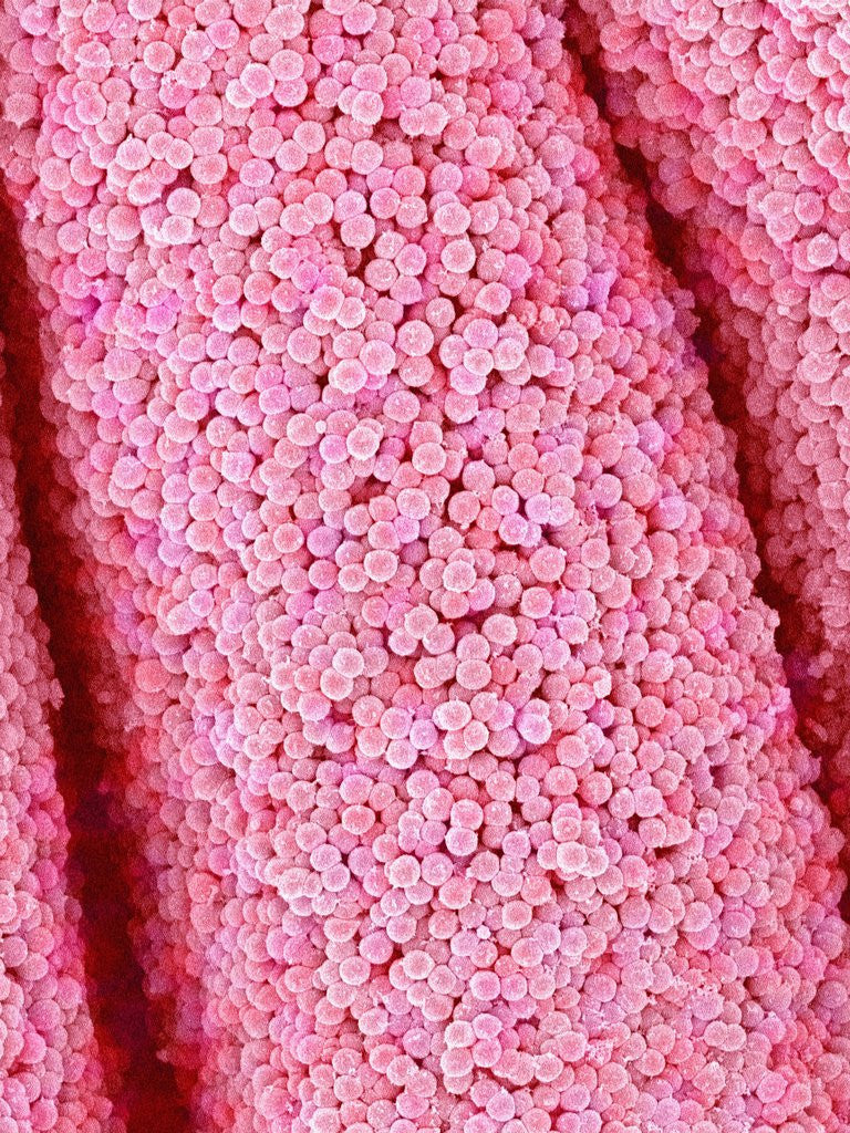 Detail of Pistil of Crab Cactus by Anonymous