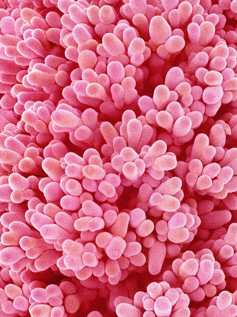 Detail of Pistil of Epiphyllum Cactus by Anonymous