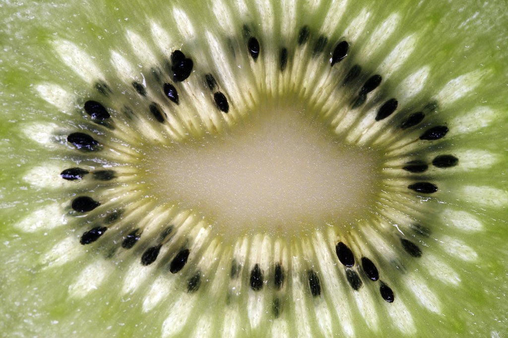 Detail of Kiwi Slice by Anonymous