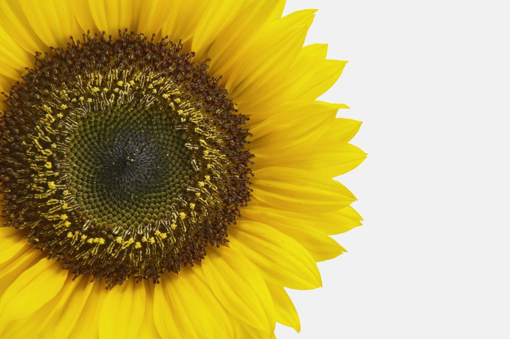 Detail of Yellow Sunflower by Anonymous