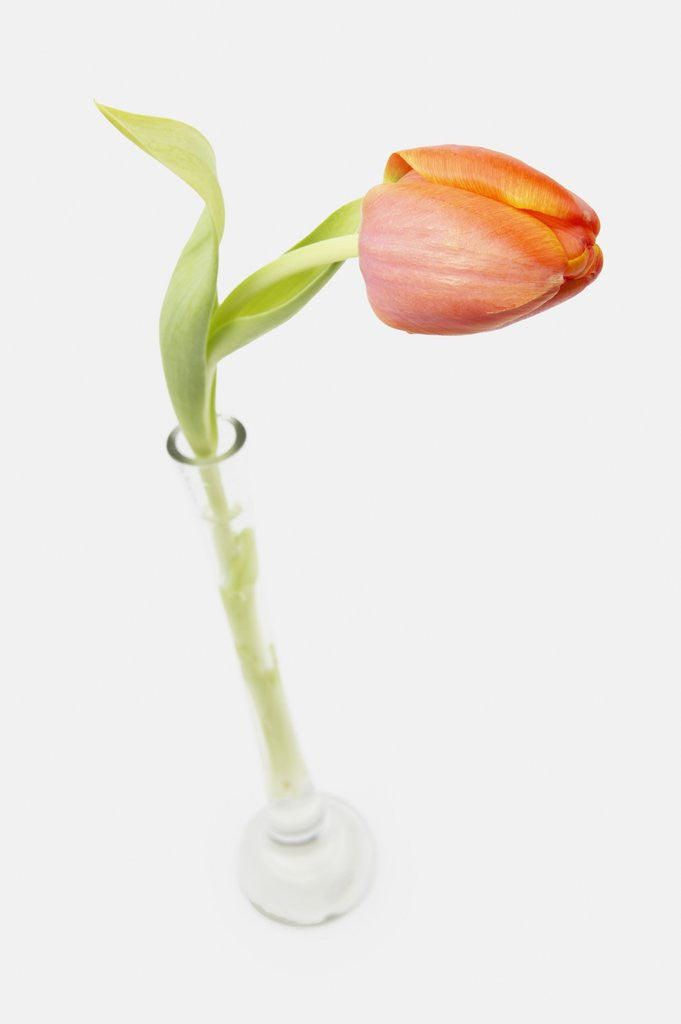 Detail of Tulip in Glass Vase by Anonymous