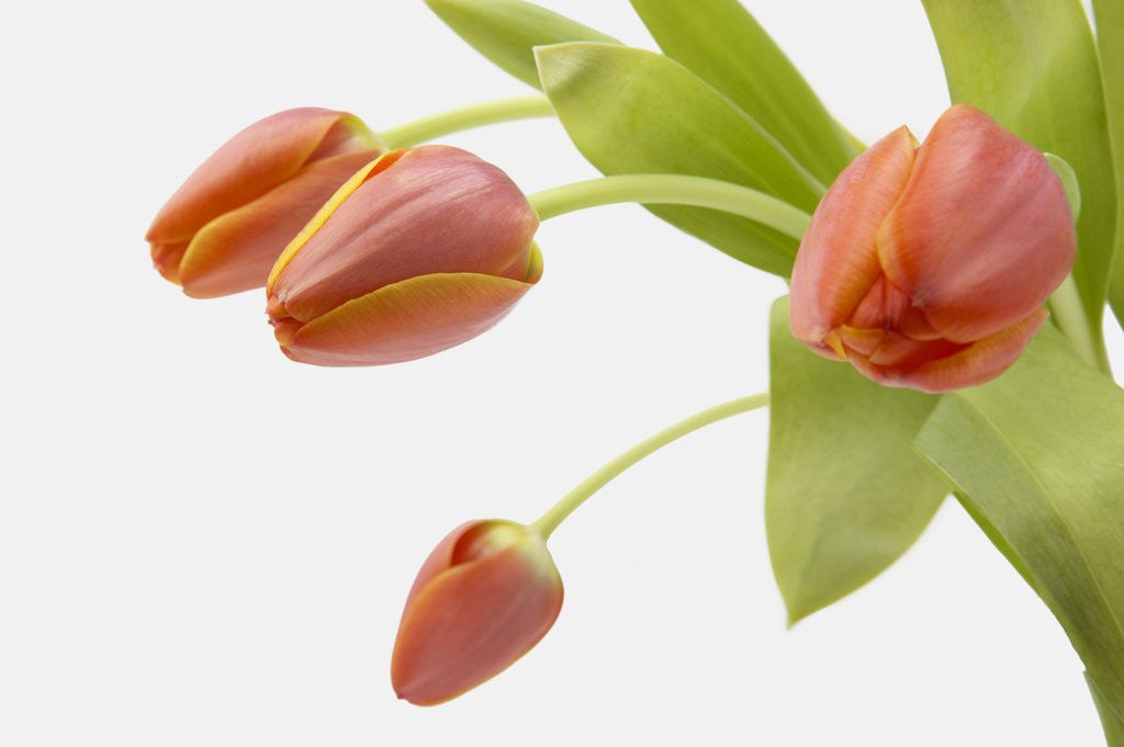Detail of Four Red Tulips by Corbis