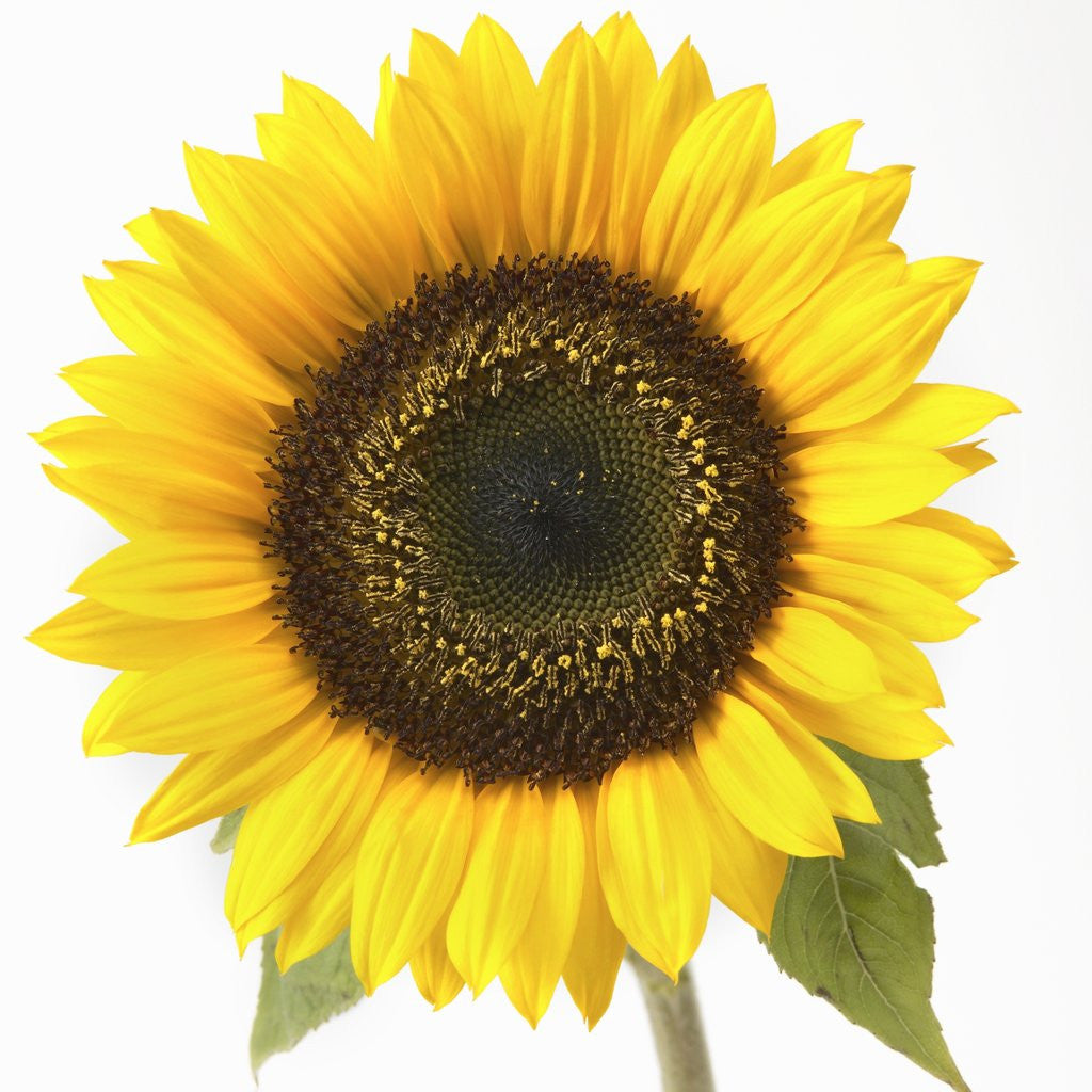 Detail of Sunflower by Anonymous
