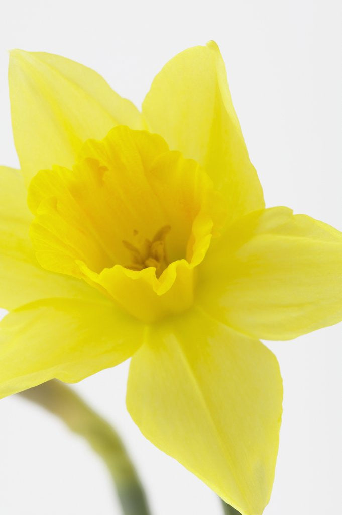 Detail of Daffodil Head by Anonymous
