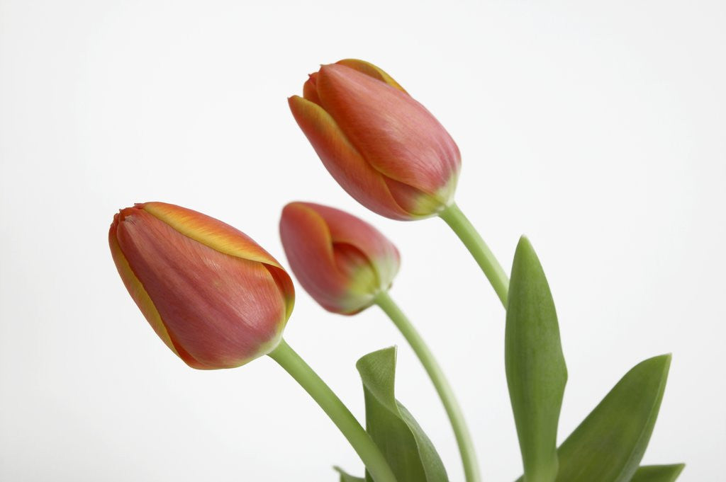 Detail of Bent Red Tulips by Corbis