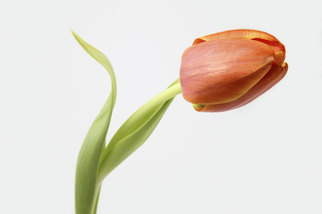 Detail of Red Tulip by Anonymous