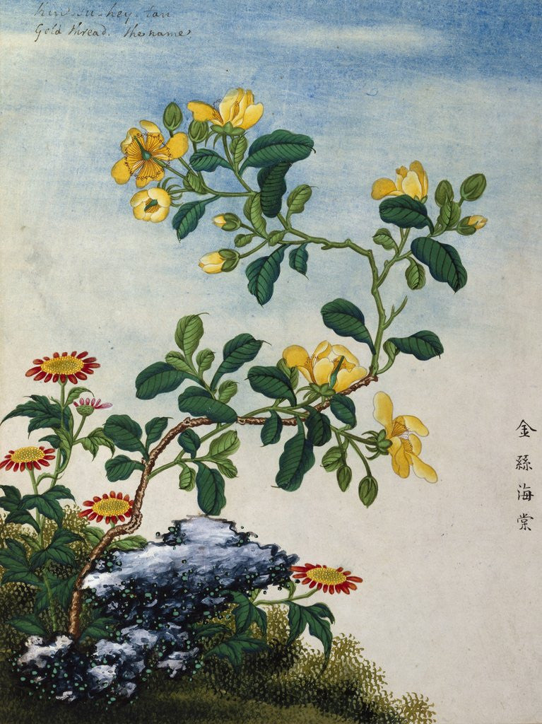 Detail of 18th-Century Chinese Watercolor of Gold Thread Plant by Anonymous